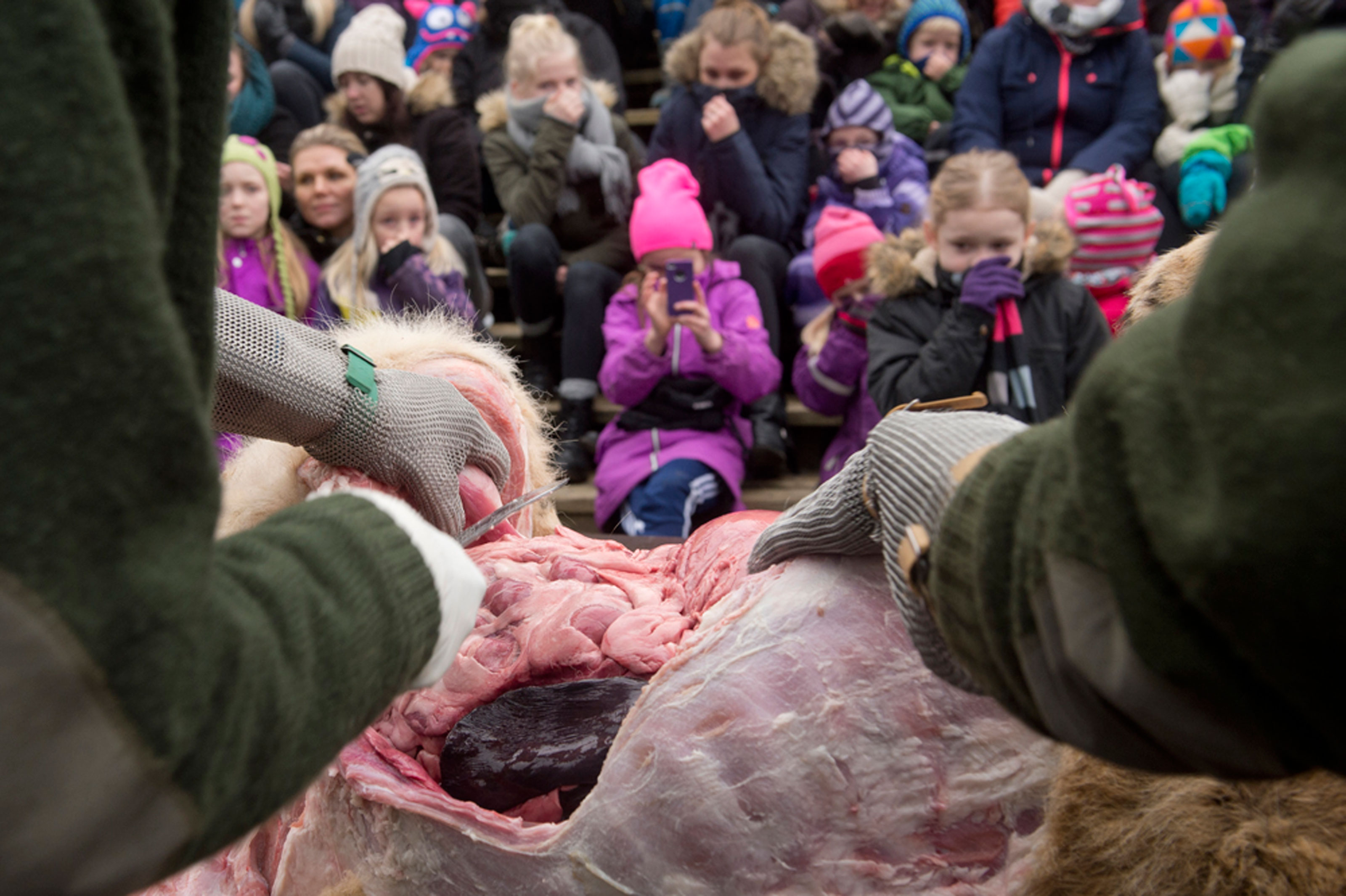 Gæster Ser Interesseret Med Under Dissektion Af Løve I Odense ZOO