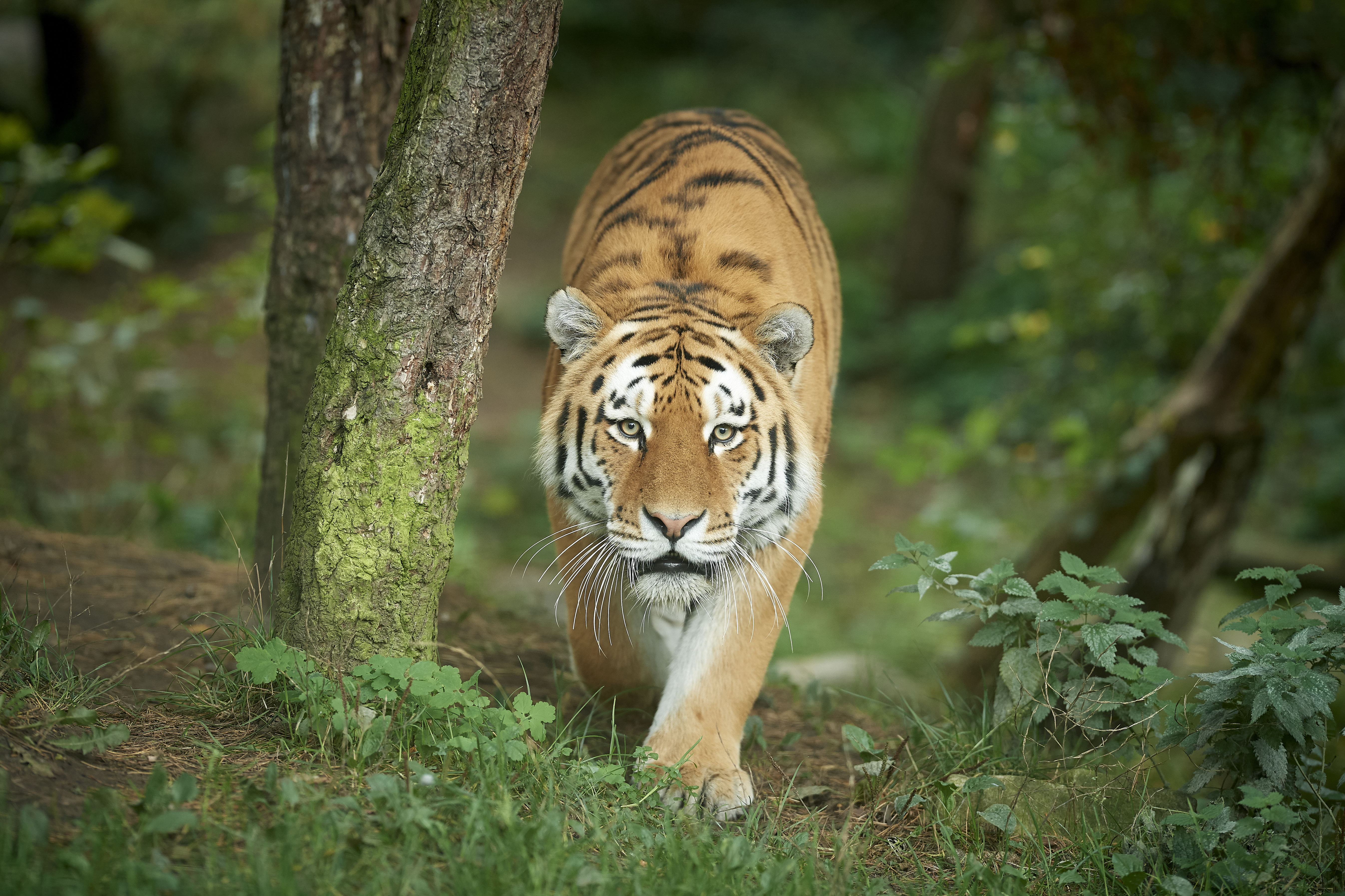 Sibirisk tiger i grønne omgivelser i Odense ZOO