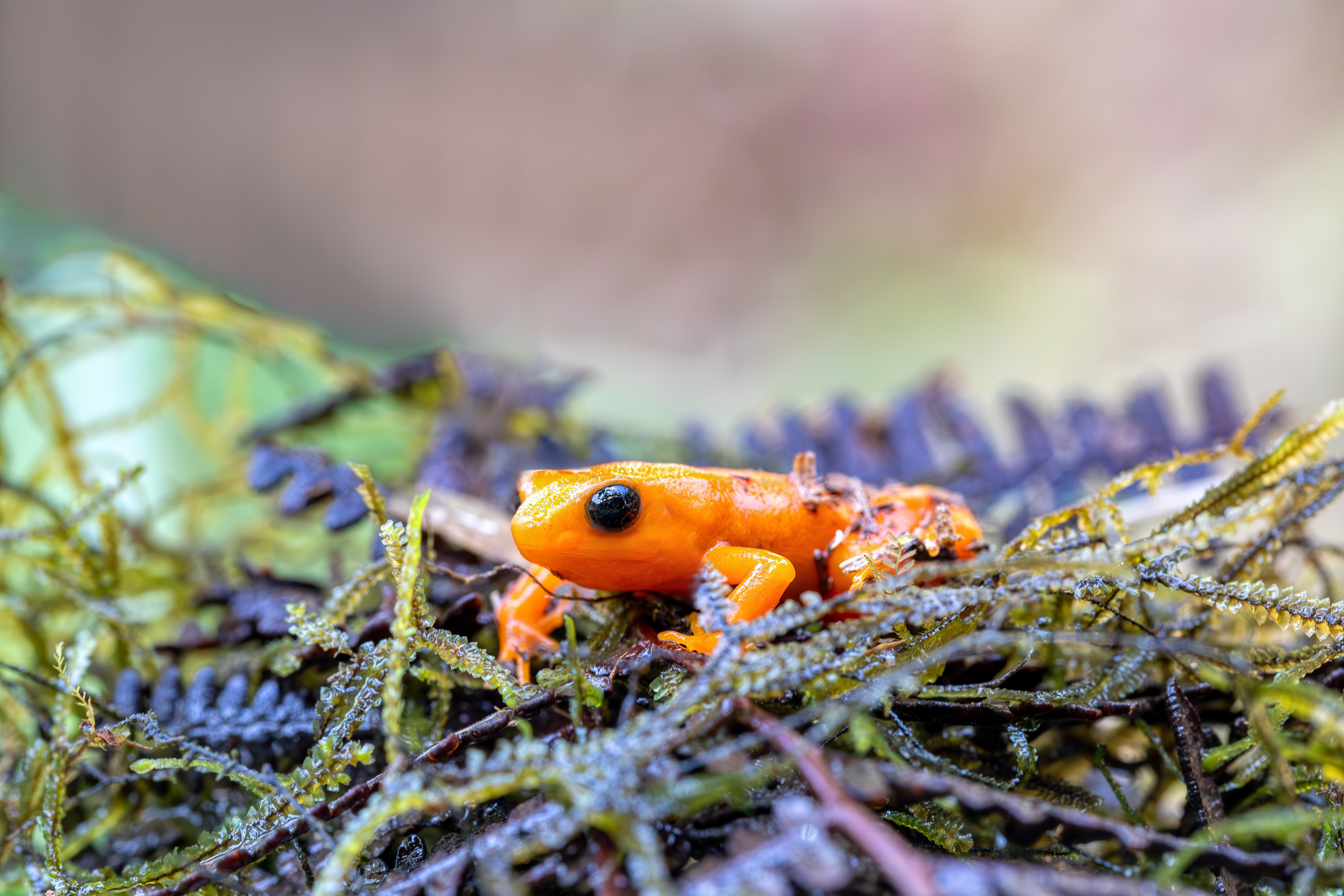 Gylden Mantella